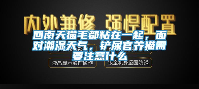 回南天貓毛都粘在一起，面對潮濕天氣，鏟屎官養貓需要注意什么